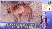 脊髄を損傷するほど傷つけられた犬は歩くことも出来ず最後に火をつけられましたThe dog was so injured that it sustained spinal cord damage and was unable to walk, and was eventually set on fire.