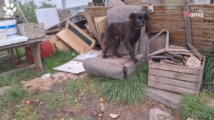 Dziurawy fotel, stos śmieci i pusta miska. Tak wyglądało życie Chrupka (video)