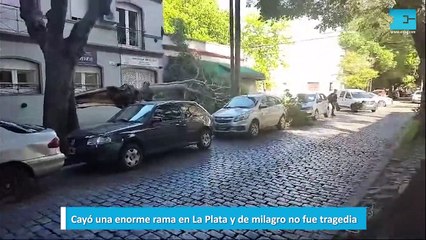 Cayó una enorme rama en La Plata y de milagro no fue tragedia