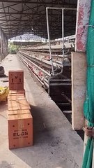 Kanyaka egg production firm