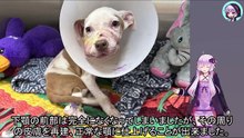 闘犬の道具として酷使された子犬は、もう助からないと考えられていましたPuppies used as fighting equipment were thought to be beyond rescue.