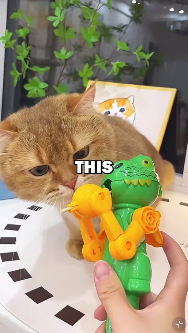 PRANKING CAT! #pets #cat #cats #dogowner #cute