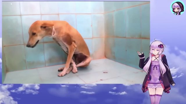 脊髄を傷つけられ立つことさえできない犬は救助者にさえ牙をむき威嚇してきましたThe dog, who had a spinal cord injury and could not even stand, even bared his fangs and threatened the rescuer.