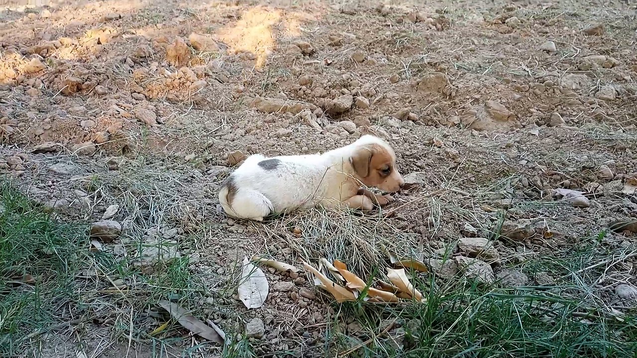 Little Cute Puppies On The Street| Share This Video If You Are A Pet Lover