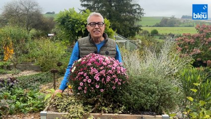 Roland Motte, jardinier : la petite histoire du chrysanthème, la fleur d'or