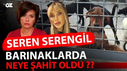 SEREN SERENGİL BARINAKLARDA NEYE ŞAHİT OLDU ??