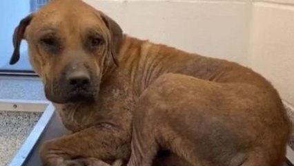 Pit bull rescued from death row finds new zest for life thanks to foster kittens