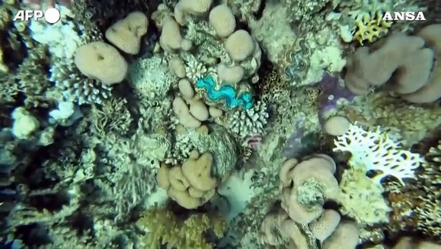 Cop16, il 21 ottobre a Cali la conferenza internazionale sulla biodiversita'