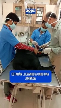 Anuncian jornadas de atención veterinaria gratuita en Caracas y Miranda este #16oct