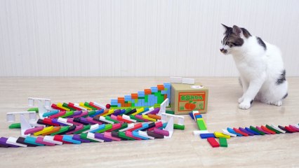 Cats and Domino 2