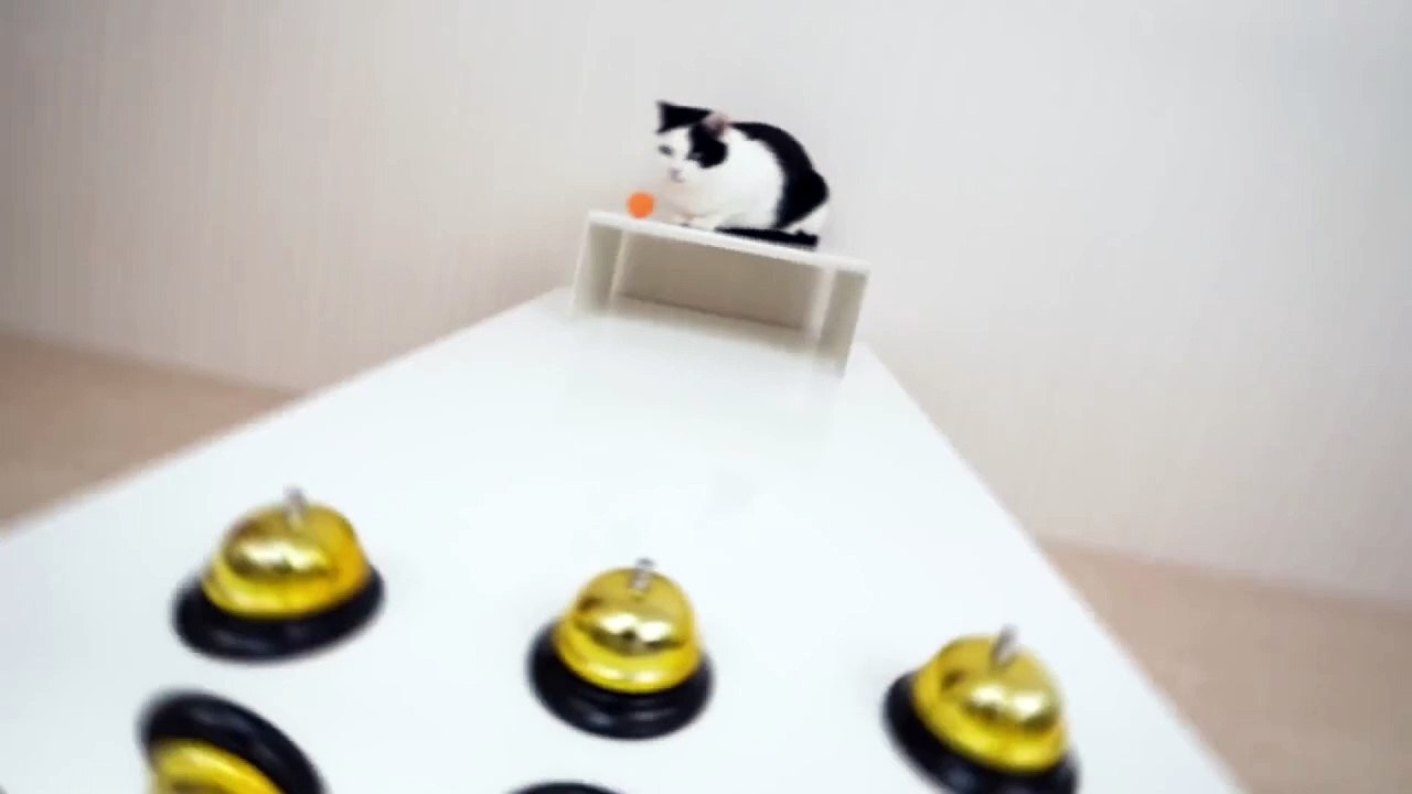 Cats and Shuffle Game