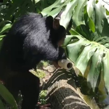 Pond cleaning is not for Limbani.