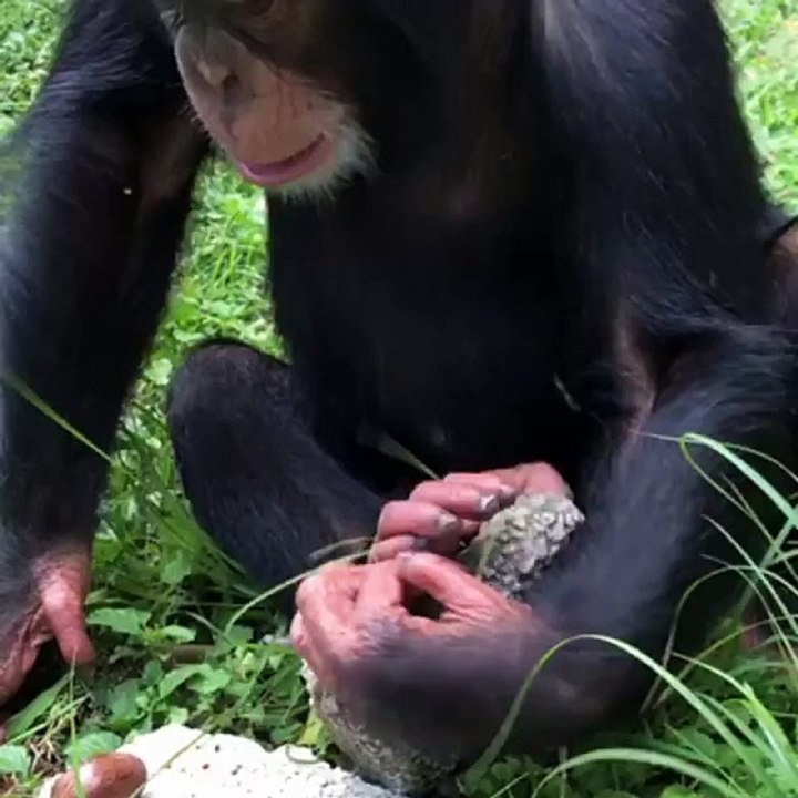 A tough nut to crack.