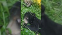 La tierna reacción de un bebé oso al conocer a un gato bebé