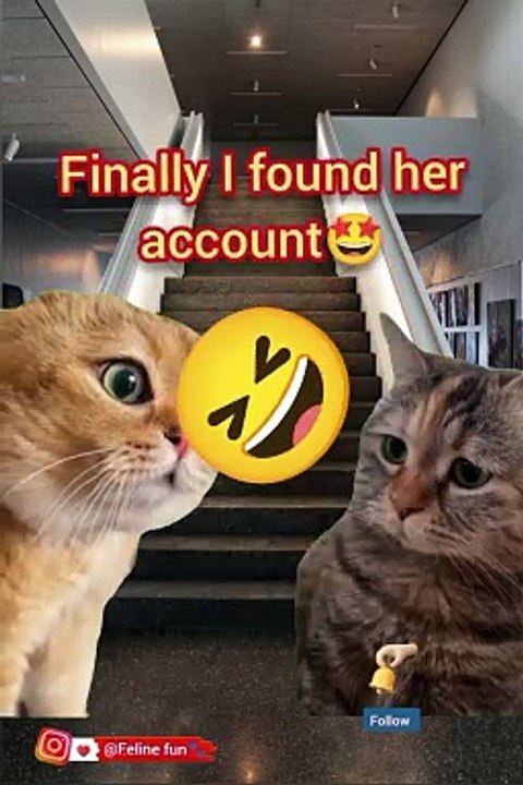 Funny cat videos