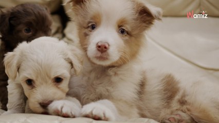 Ils étaient nourris avec du pain : la SPA saisit 20 chiots dans un élevage clandestin