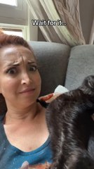 Sleepy Cat Bumps Head With Owner After Getting Kissed