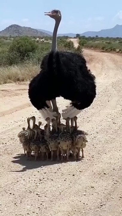 Mother love