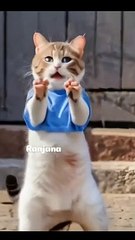 Dancing Entertainment,