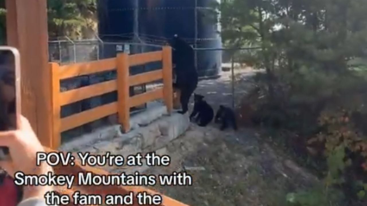 Fun-filled family vacation in Smoky Mountains disrupts when bears decide to join in