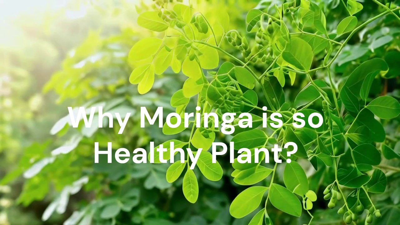 Why Moringa is the Healthiest Plant | Health Benefits of Moringa You Need to Know