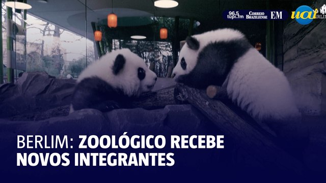 Filhotes gêmeos de panda estreiam no zoológico de Berlim