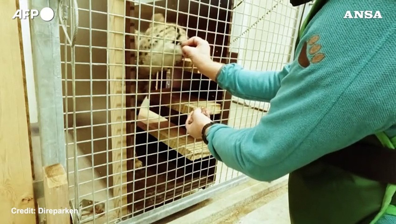 Norvegia, quattro cuccioli di ghepardo nati nello zoo di Kristiansand