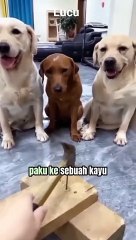 Tiga anjing pintar