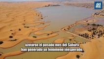 Las inundaciones en el desierto de Marruecos resucitan un lago seco desde hace 50 años