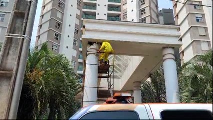 Enxame retirado na rua Mato Grosso tinha mais de 40 mil abelhas Insetos foram destinados para apicultores do interior de Cascavel