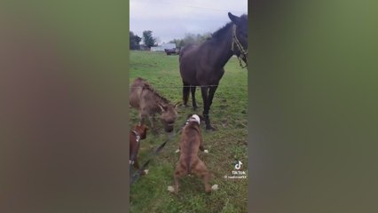 Video herunterladen: Electric fence fiasco: dog's shock meets donkey's delight