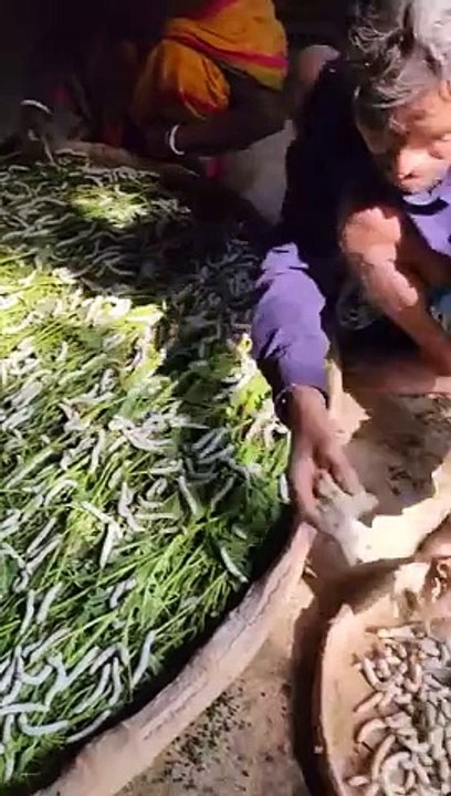 Amazing Silk Preparation Complete Process Using Silkworm