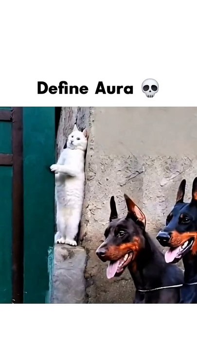 Define Aura  German Shepherd #cat #germanshepherd #dog #bloodydog #viralvideos #funnycats #comedy