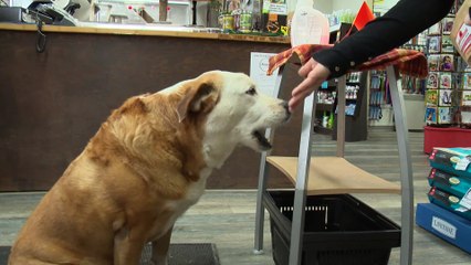 16 oct TOPO LPM reseau protection animaux