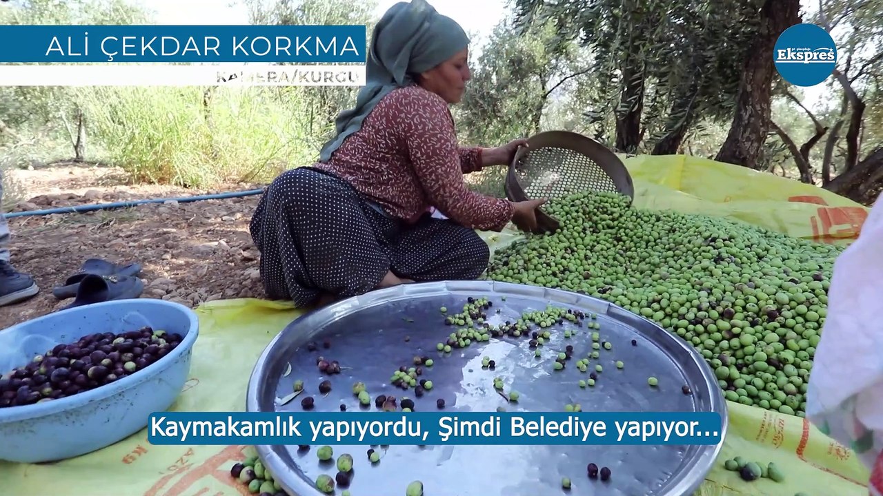 Derik’in yeşil altınında buruk hasat