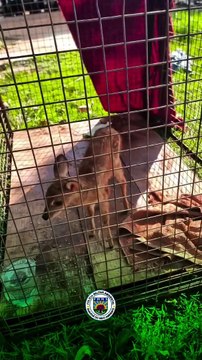 Morador encontra filhote de veado tentando mamar em mãe morta