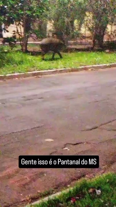 Conhece? Anta é avistada desfilando tranquilamente em avenida 