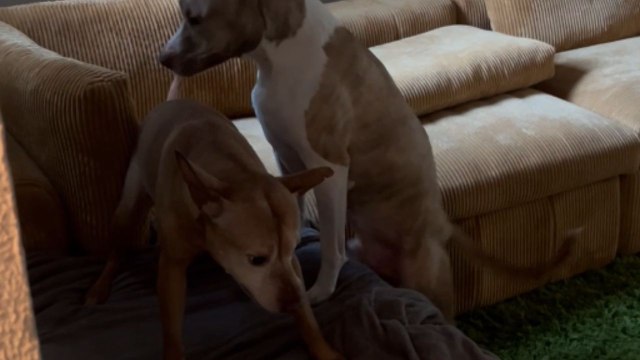 Woman confronts dog for struggling to contain his 'excessive affection' for fellow pup