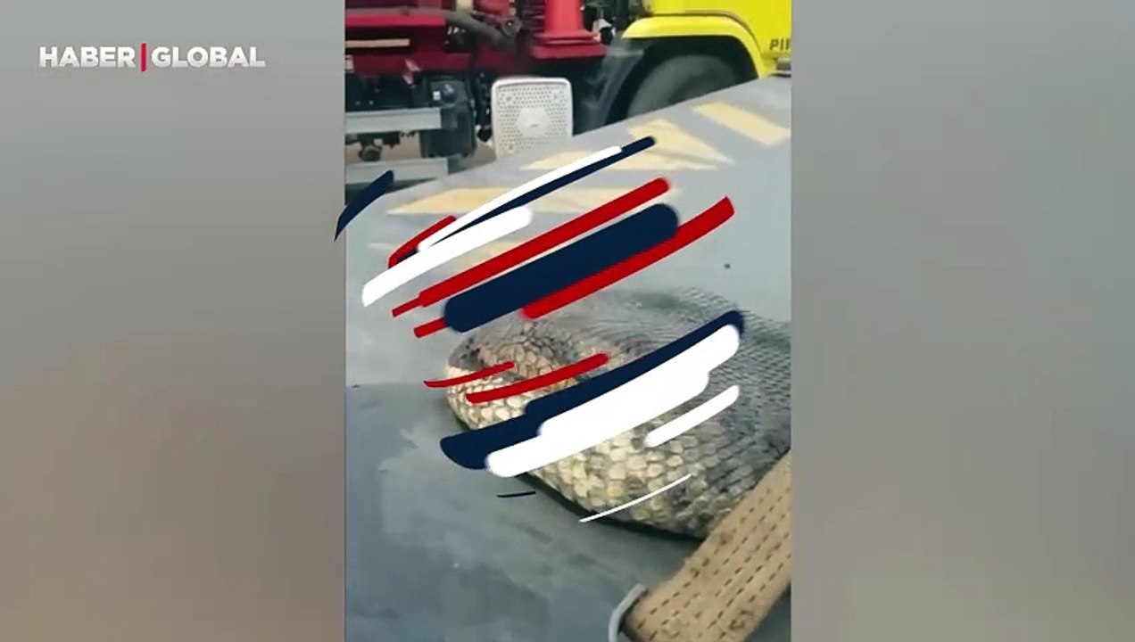 Bulduğu anakondayı tek başına zincire bağladı, görenlerin ağzı açık kaldı!