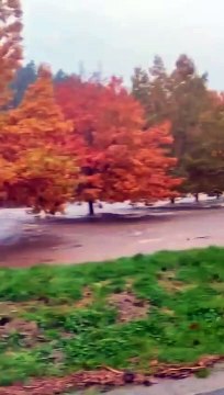 Des vaches sont emportées par les eaux en Haute-Loire, placée en vigilance rouge.