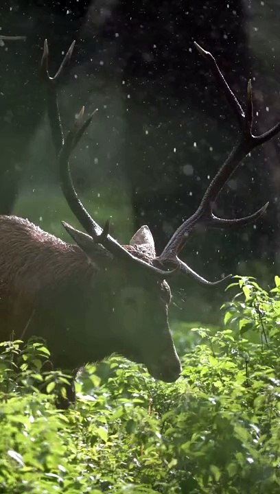 Deer Creatures with Incredible Survival Skills