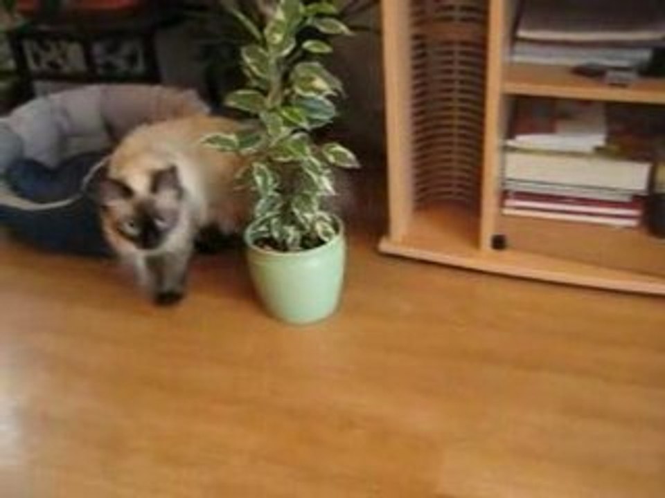 Cerise et Itchy, le chat et le rat