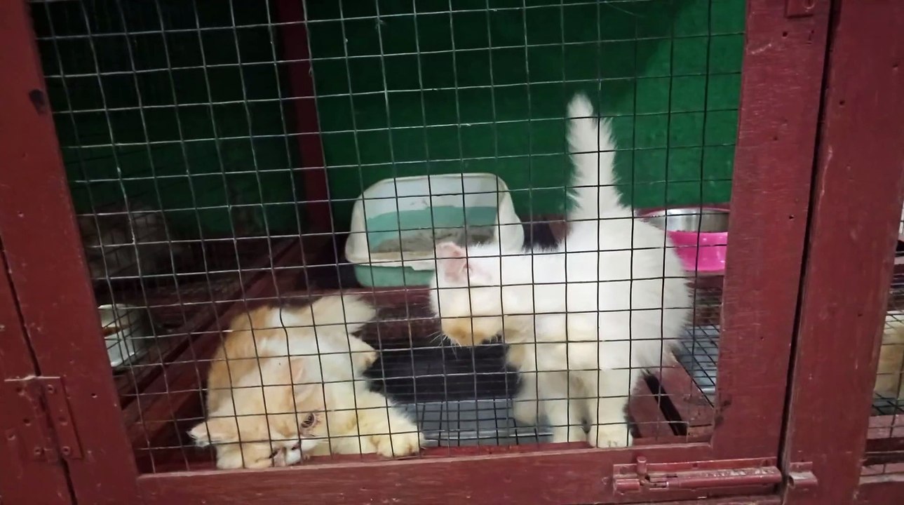 #cute cat#