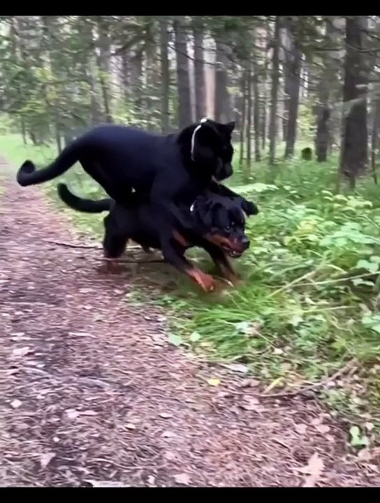 Macan kumbang yang diselamatkan dibesarkan dengan Rottweiler