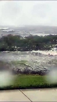 This is why mangroves are important