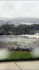 This is why mangroves are important