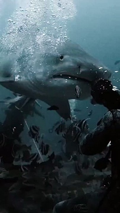 That is a big Tiger Shark