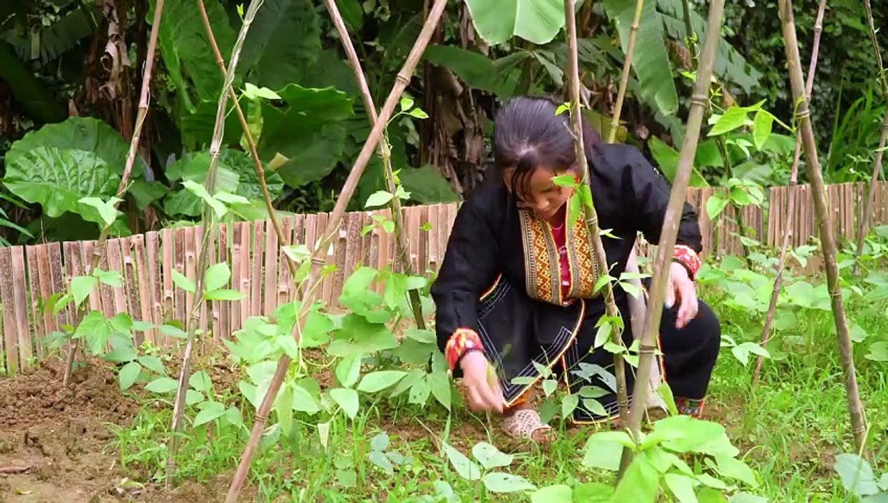 Dwarf family Primitive Life- Harvesting Wild Fruit in The Forest - HAN Falling into Dangerous Trap
