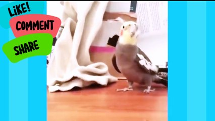 Can't belive they sing so....لا أستطيع أن أصدق أنهم يغنون هكذا.