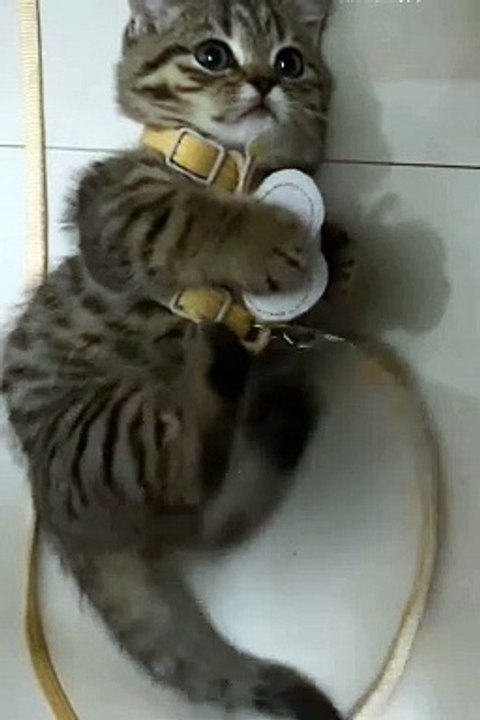 Funniest animals |  #animals #cuteanimals #funniestanimals #funnyanimals